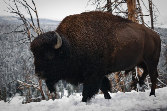 Alerta animal: Parque Nacional de Yellowstone planea matar a 1.000 bisontes por miedo a la brucelosis