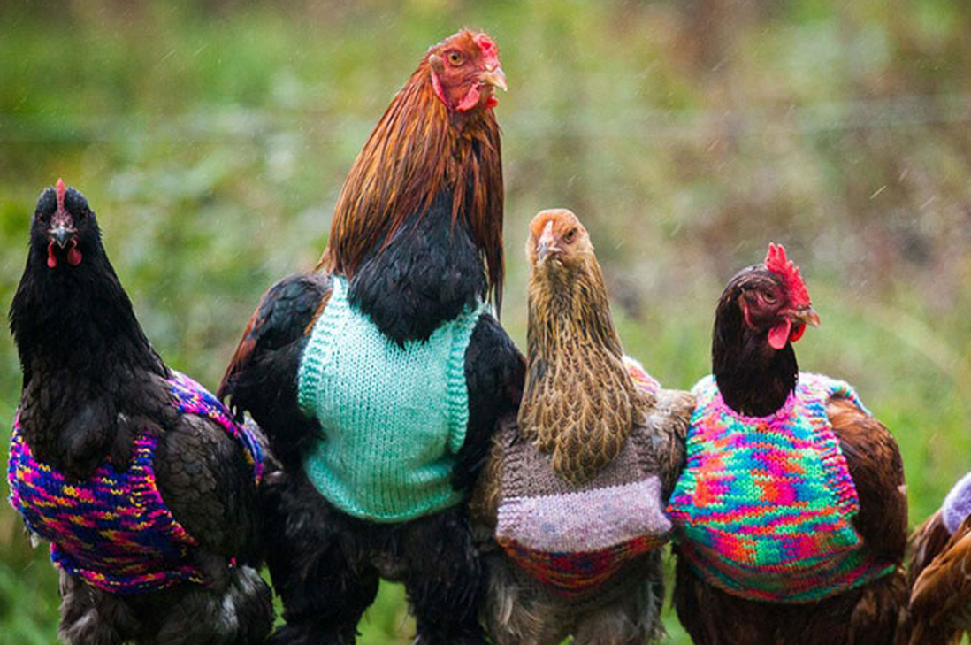 Mini chalecos para gallinas rescatadas