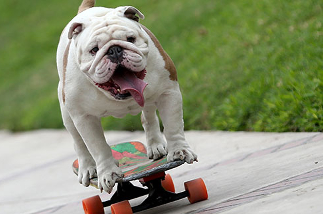 Bulldog skater bate récord Guinness