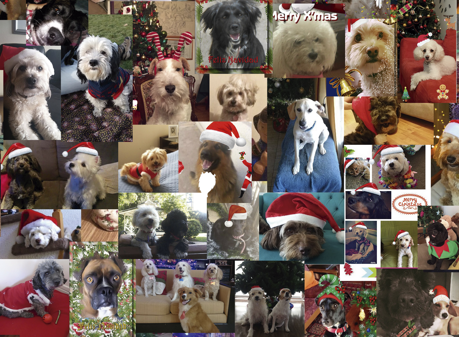 Perritos adoptados dedican collage navideño a su rescatadora