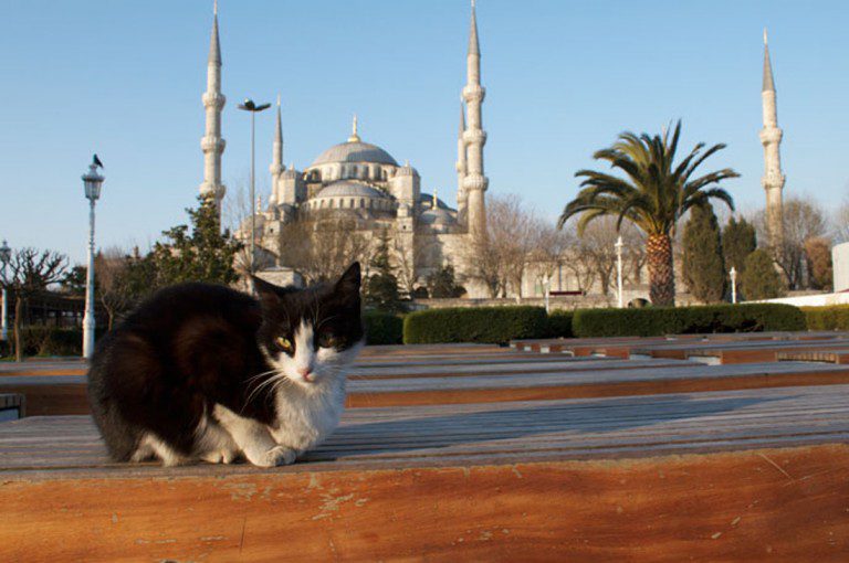 Mezquita Turca abre las puertas a los gatos
