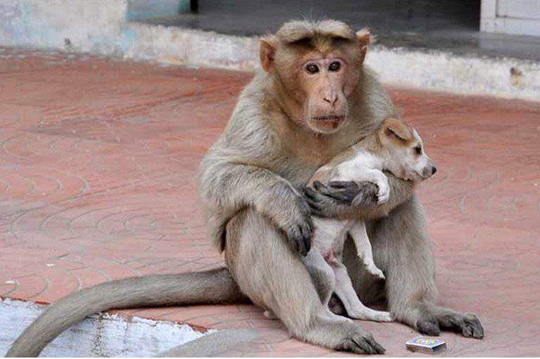 Esta Mamá mono adoptó un perrito y lo cuida como su propio hijo