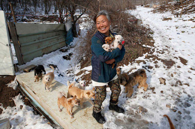 Mujer surcoreana rescató 200 perros que iban a ser devorados.