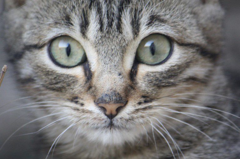 Los mitos más comunes acerca de los gatos