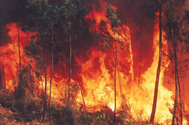 CONAF advierte: Valparaíso, Viña del Mar, Quilpué, Villa Alemana y San Antonio son las comunas de más alto riesgo de incendios forestales