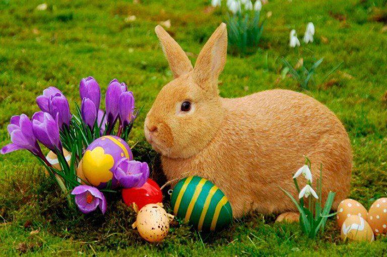 ¿De dónde proviene el Conejo de Pascua?