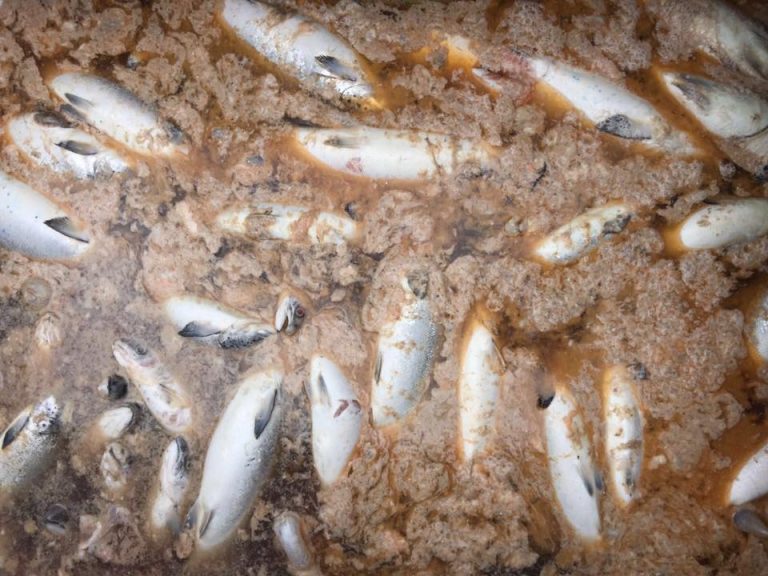 Sernapesca informa lo que se hace con las miles de toneladas de salmones muertos por la Marea Roja