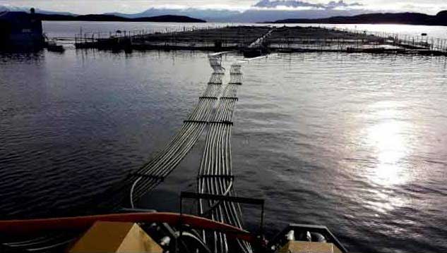 Armada, Sernapesca, Medioambiente y Conaf fiscalizan salmoneras en Magallanes