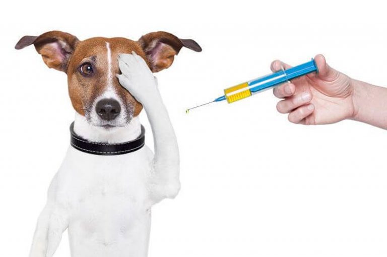 ¿Por qué es importante vacunar a mi perro?
