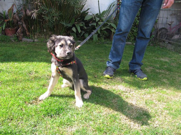 Adopta: Tzuka, una hermosa cachorrita de aprox 4 1/2 meses de edad