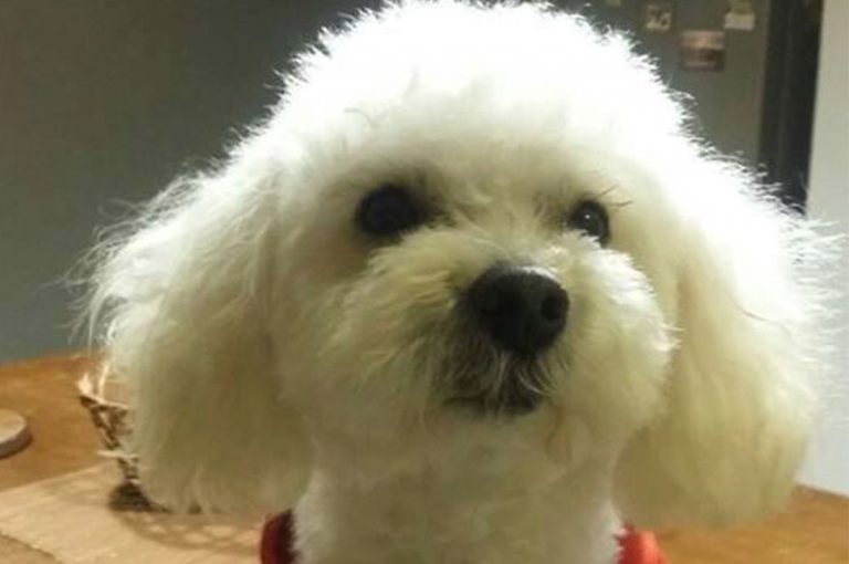 Adopta a Doguito, un hermoso poodle enano de aprox 3 años