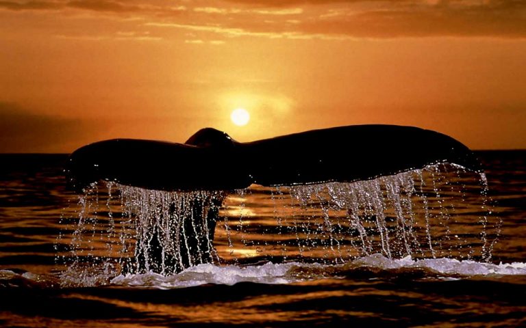 Lamentable: Ballenas no tendrán santuario en el Atlántico Sur