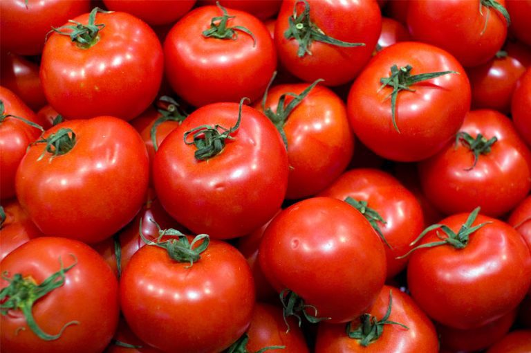Tomate natural v/s transgénico