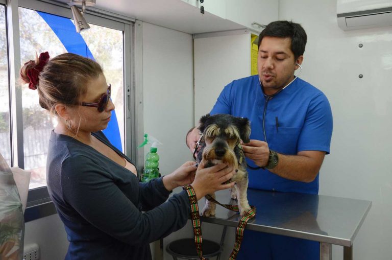 La importancia de las visitas al veterinario
