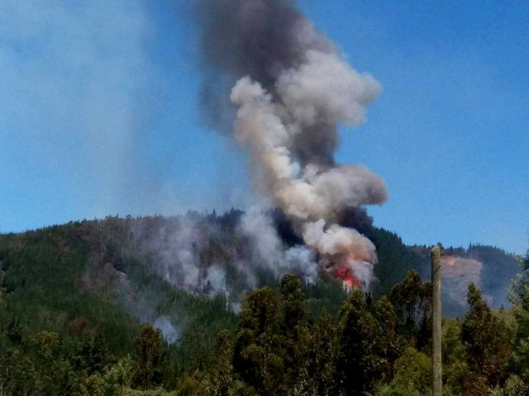 ACTUALIZADO Chile se sigue quemando: Por incendio forestal en Vichuquen mueren 3 brigadistas de Conaf