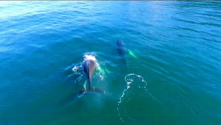 (VIDEO) El hermoso espectáculo de ballenas jorobadas en el canal Beagle captado por un Dron de la Armada