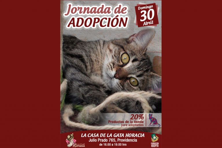 Centro integral para gatos “La Gata Horacia” tendrá jornada de adopción de gatos este domingo
