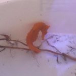 girl-rescues-seahorse-cheeto-4