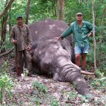 hunter-dies-crushed-shot-elephant-theunis-botha-59228e899b67d__605