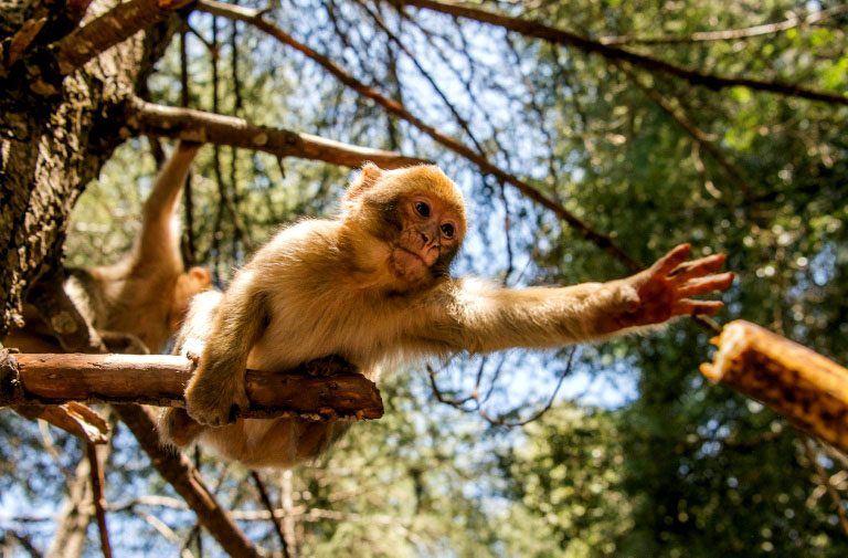 Campaña para salvar de la extinción al mono de Gibraltar o de Berbería