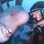 diver-fish-25-year-friendship-hiroyuki-arakawa-japan-594cc54583ae1__700