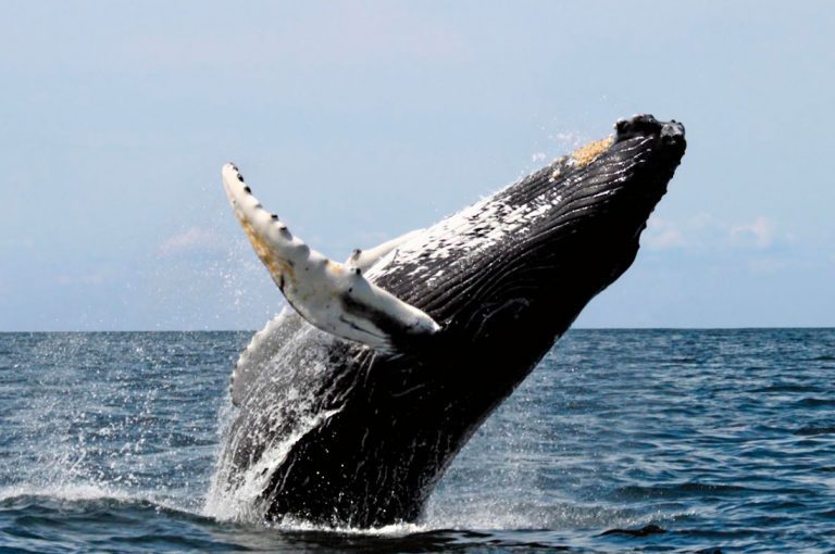 Esta increíble ballena de 40 toneladas saltando del agua se ha vuelto viral