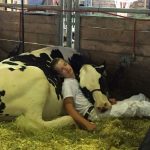 boy-cow-take-nap-together-mitchell-miner-iowa-state-fair-1-59953edf68446__700