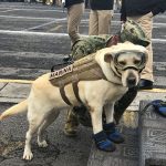 mexico-earthquake-hero-rescue-dog-frida-8-59c3b36c51e93__700