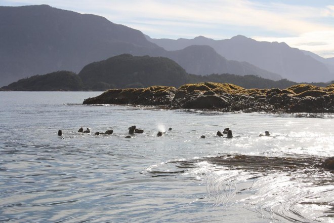 CODEFF Aisén denuncia funcionamiento ilegal y contaminante de salmoneras al interior de área marina protegida Pitipalena-Añihué