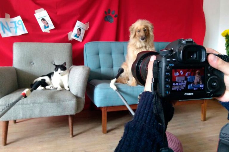 La historia Bruno y Jacinta: Las mascotas que protagonizan la campaña a diputada de su dueña 