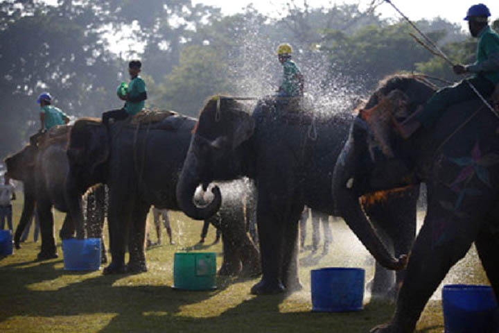Comenzó el XIV Festival del Elefante en Nepal