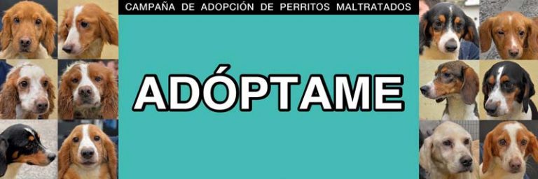 Providencia impulsa campaña de adopción de perritos rescatados por maltrato