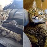This-cats-reaction-to-its-owners-death-is-the-cutest-thing-youll-see-today-5a8e9421d7bc7__880