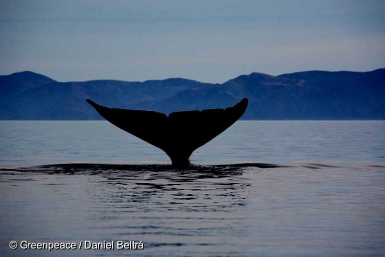 Greenpeace Chile hace grave denuncia: Buques salmoneros estarían vertiendo agua contaminada con Marea Roja en el área el Golfo el Corcovado hábitat de las ballenas azules