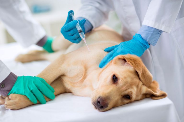 Todo lo que debes saber sobre las vacunas para tus mascotas