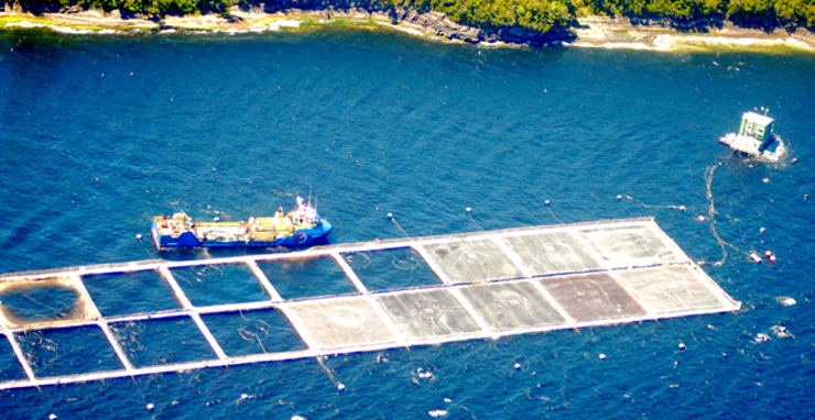 Los estragos que provoca la Marea Roja: Hasta ahora 24.500 toneladas de salmones muertos