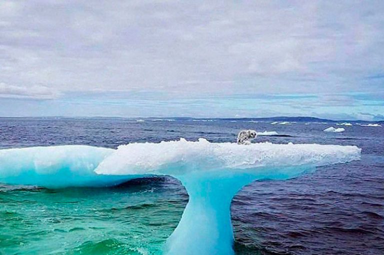 Zorro ártico es rescatado desde un iceberg a la deriva