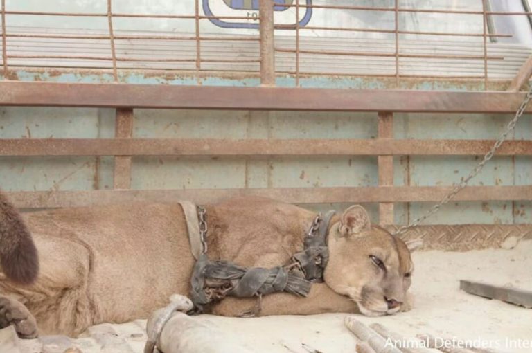Puma de circo que vivió 20 años en una camioneta fue liberado