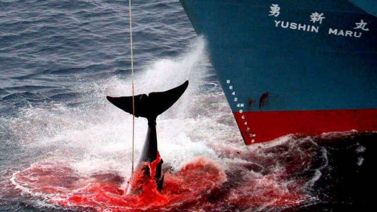 Japón y Noruega los principales cazadores de Ballenas: Tokio anuncia que comenzará nuevamente la matanza comercial de cetáceos