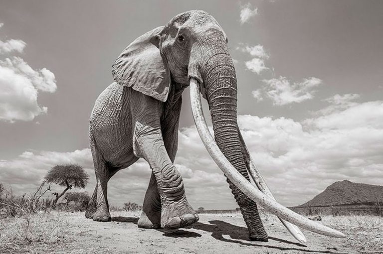 Las últimas fotos de la legendaria “Reina Elefante” antes de su muerte