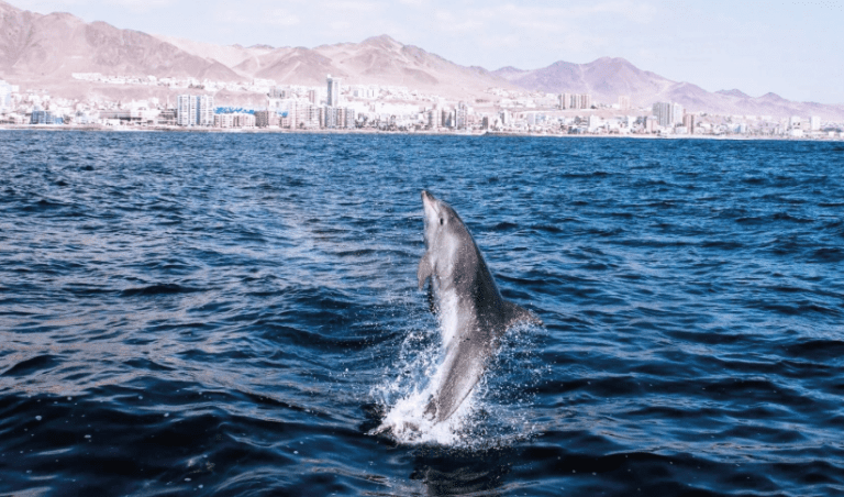 Subsecretaría de Pesca presenta denuncia criminal por matanza de delfines en Antofagasta