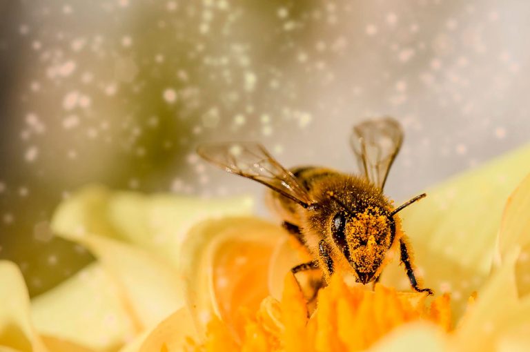 Pequeñas acciones para ayudar a las abejas a sobrevivir