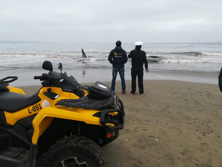 Armada trabaja en rescate de ballena varada en la playa grande de Tongoy