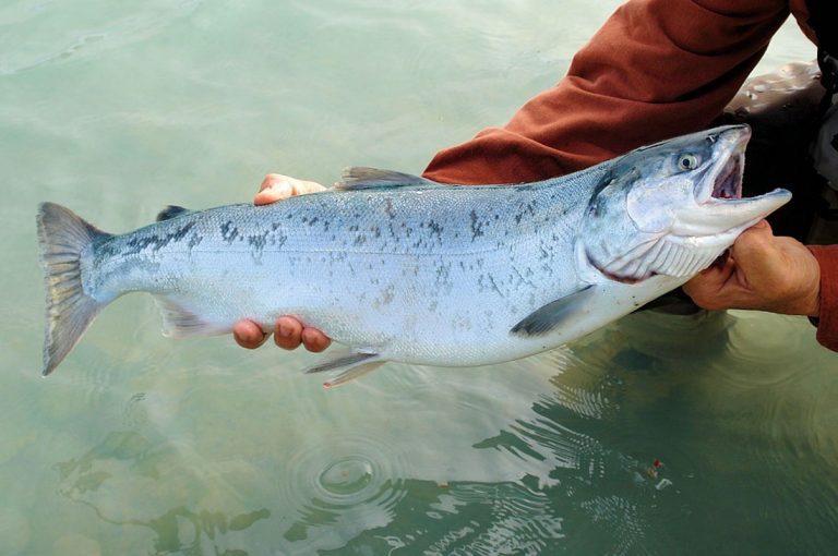 WWF: adulteración de información sobre salmones es inaceptable y condenable