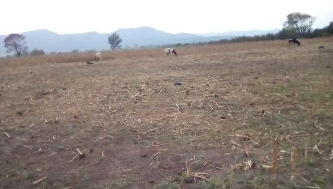 Mega Sequía sigue causando estragos: Nueve comunas del Maule son declaradas en emergencia agrícola