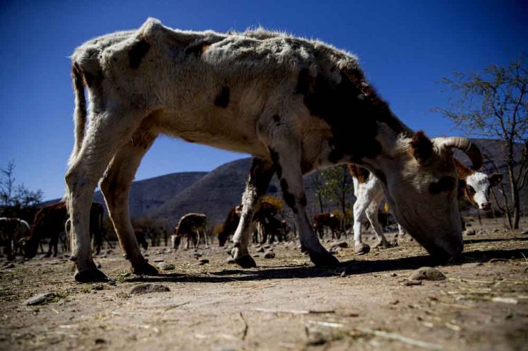 Grave SEQUÍA en Chile se transforma en preocupación mundial: La peor sequía en más de medio siglo