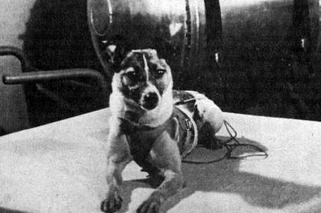 La Perra Laika Se Convirtió Hace 62 Años En El Primer Ser Vivo Espacial Infogate 0880