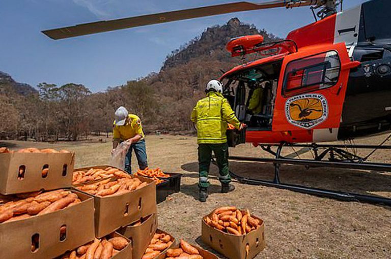 Aviones lanzan toneladas de vegetales a animales supervivientes de los incendios de Australia