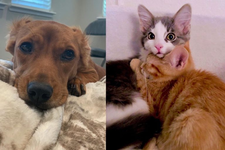 Las fotos más reconfortantes de mascotas rescatadas