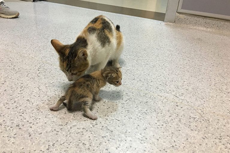 Mamá gata llevó a su gatito enfermo al hospital, y los médicos no dudaron en ayudarlos